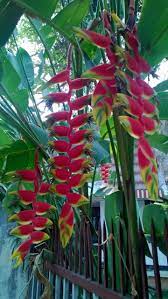 Hanging Ginger Flower Chiang Mai Thailand Ginger Flower Natural Garden Small Gardens
