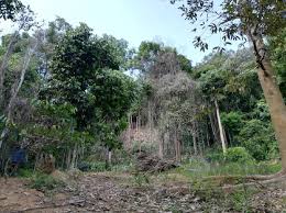 Mystep jabatan perkhidmatan kuarantin dan pemeriksaan malaysia. Kantoi Ceroboh Hutan