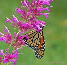 We did not find results for: 7 Butterfly Flowers For Monarchs And Hummingbirds