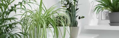 Image result for Chlorophytum silvaticum