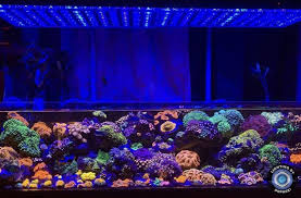 History 2 Orphek Reef Tank Light Aquarium Lighting Beautiful Tank