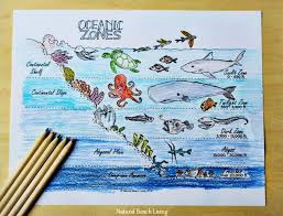 The Best Ocean Unit Study For Kids Ocean Lesson Plans And Ocean Zones For Kids Natural Beach Living Montessori Science Activities Montessori Science Ocean Lesson Plans