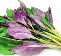 Image result for Gynura pseudochina