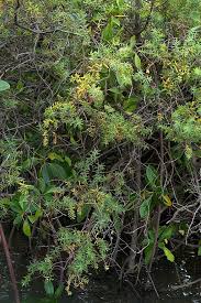 Image result for Suaeda monoica