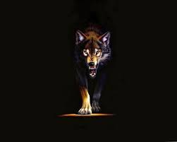 Howling wolf #2687 exclusive hd wallpapers for desktop background, iphone, ipad, and android. Wild Wolf Wallpapers Top Free Wild Wolf Backgrounds Wallpaperaccess