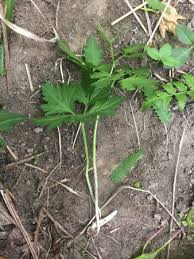 Image result for Cardamine maxima