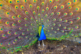 Download, share and comment wallpapers you like. Download Wallpaper Bird Peacock Beauty Wallpaper Wallpapers Com Peacock Images Peacock Pictures Animal Wallpaper