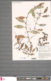 Image result for Begonia subscutata