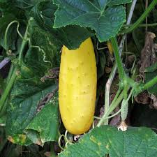 Image result for Cucumis sativus