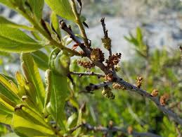 Image result for Myrica pilulifera