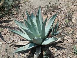 Image result for Agave