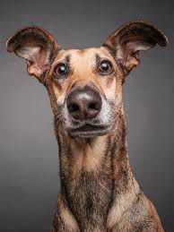 i cani credono che i fotografi siano pazzi vanityfair it ritratti di cani razze di cani foto del cane