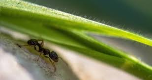 After the ants leave, fungi and bacteria grow in the galleries and break down the lignin and cellulose many ants are predators and feed on insects that attack lawns and gardens, and in the process of in some cultures, ants are considered delicacies. Ants As Sentinels Of The Impact Of Global Change Encyclopedia Of The Environment