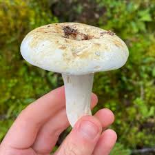 Image result for Lactarius mutabilis