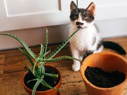 Haworthia fasciata and attenuata (botanical/scientific). Succulents For Cats Dogs Safe Or Toxic Mountain Crest Gardens