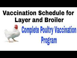 Complete Poultry Chicken Vaccination Program Broiler
