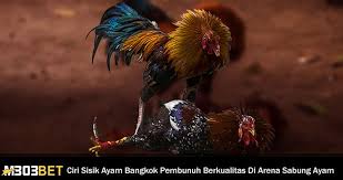 The site owner hides the web page description. Gambar Ayam Bangkok Pembunuh Gambar Wallpaper Foto