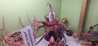 Image result for Drosera pilosa