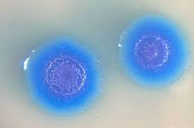 Mycoplasma Mycoides Is A Bacterial Species Of The Genus Mycoplasma In The Class Mollicutes Biology Synthetic Material Science