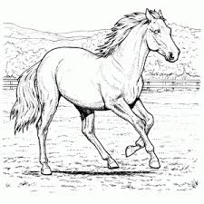 Kleurplaat Van Een Paard Printen Leuk Voor Kids