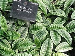 Image result for Psychotria djumaensis