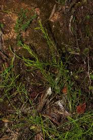 Image result for Thesium nigricans