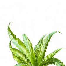 Image result for Asplenium angolense