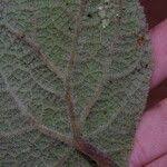 Image result for Begonia lacunosa