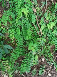 Image result for Adiantaceae