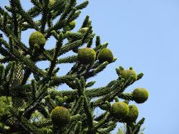 Their mature heights vary from the smallest species of chinkapins, often shrubby, 19 to the giant of past american forests, c. What Is A Monkey Puzzle Tree Earthpedia Earth Com