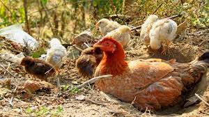 Pete meyers an ornithologist and senior v.p at the national audubon society, the dust act as an abrasive that assist the birds when preening, for birds, taking a dust bath is much like rubbing your hands with sand to get grit and grime off. Make A Dust Bath For Chickens In Just 5 Minutes