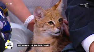 En haut à gauche, cliquez sur démarrer une discussion. Le Savannah Un Fauve Dans Son Salon Youtube