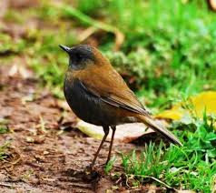 Siyah Pamukcuk Bulbul Kusu Kusu Doga Siyah