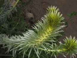 Image result for Phylica emirnensis