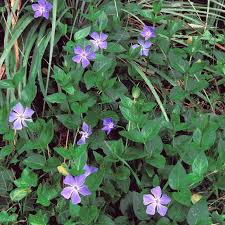 Image result for Vinca major