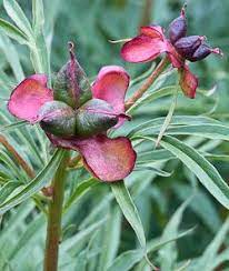 There are 14 peony seed pods for sale on etsy, and they cost 27,31 $ on average. Grow Peonies From Seeds Growing Peonies Seed Pods Flower Garden