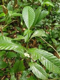 Image result for Tabernaemontana inconspicua