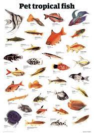 pet tropical fish art print by guardian wallchart easyart com tropical fish art tropical fish fish art