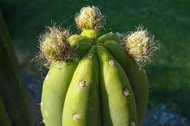 Check spelling or type a new query. Guide To San Pedro Cactus How To Grow Care For Echinopsis Pachanoi