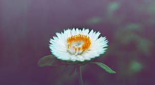 Find images of natural flower. Cute Flower White And Orange Strawflower Vintage Nature Flower Yellow Hd Wallpaper Wallpaperbetter