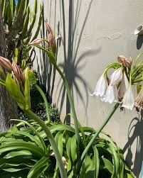 Image result for Crinum macowanii
