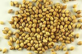 Corianderseeds Indian Spices Coriander Oil Coriander Seeds