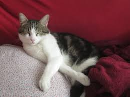 Speaking of the leg injury, let's talk about that limping. When Your Cat Is Limping What Can You Do Living With Cats Joy And Challenge