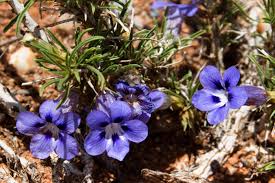 Image result for Aptosimum junceum