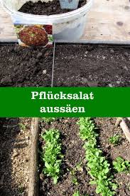 Pflucksalat Aussaen Gartenbob De Der Garten Ratgeber Garten Pflanzen Garten Anpflanzen Gemuse Anpflanzen