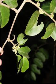 Image result for Strombosiopsis