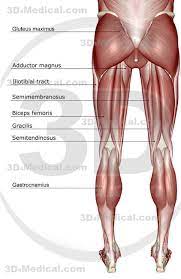 The lower leg is a major anatomical part of the skeletal system. Do Women Have Stronger Legs And More Lower Body Strength Than Men Femuscleblog