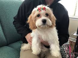 Maybe you would like to learn more about one of these? View Ad Cavapoo Puppy For Sale Near North Carolina Greensboro Usa Adn 108620