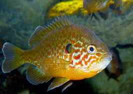 Lepomis Gibbosus Pumpkinseed Sunfish Fish Artwork Aquarium Fish Fresh Water
