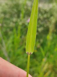 Image result for Acrachne